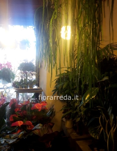 Piante verdi d'Appartamento