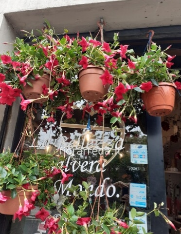 Piante da esterno