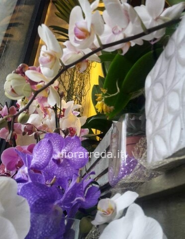 Orchidee