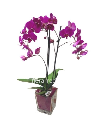 Pianta di phaleonopsis a 2 steli