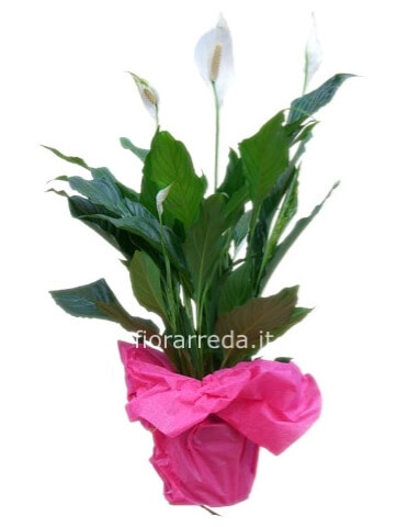 Pianta di Spathifillum fiorita