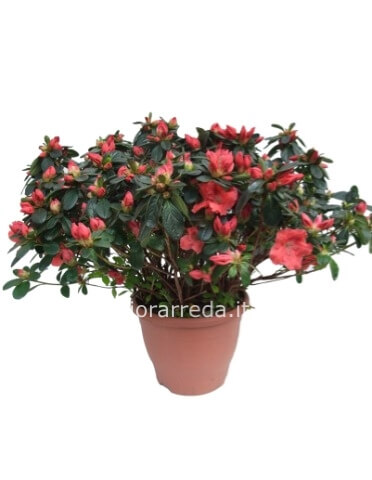 Azalea in vaso