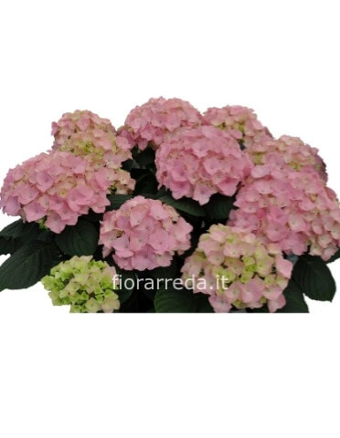 ortensia