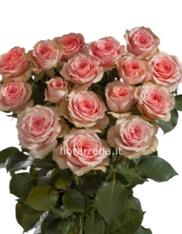 Rose rosa a steli, prima scelta, lunghezza 60 cm