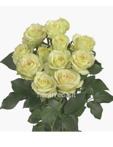 Rose bianche a steli, prima scelta, lunghezza 60 cm