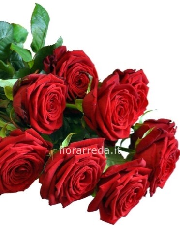 Rosa rossa a scelta di numero ( stelo 60 cm )