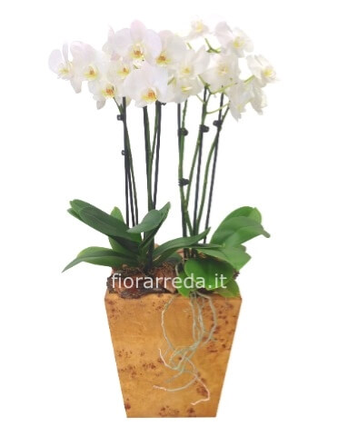 Pianta di phaleonopsis bianca